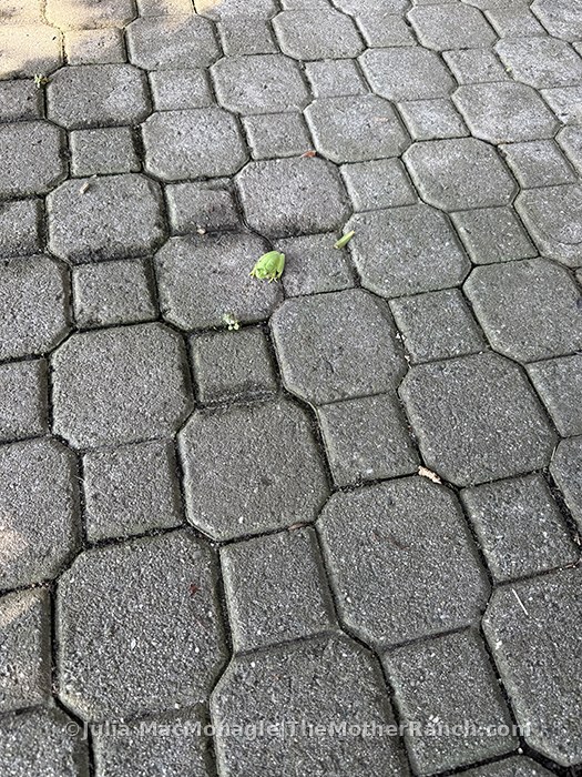 I opened my patio umbrella one morning this
