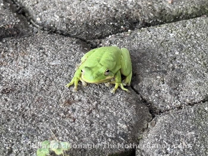 I love these little tree frogs and hoped