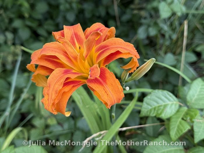 I found a new daylily on the property
