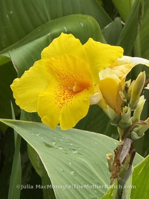 In amongst the yellow cannas on the pond