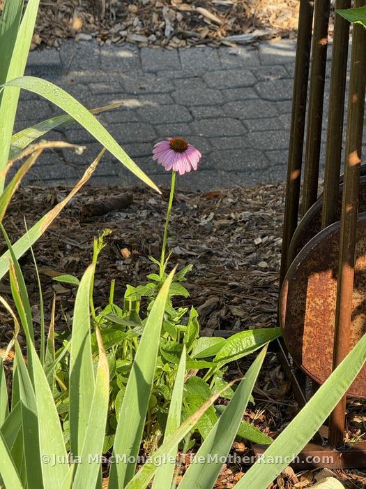 Finally the echinacea are blooming! They are all