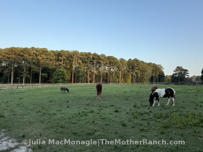 And finally, yes, I still have ponies and