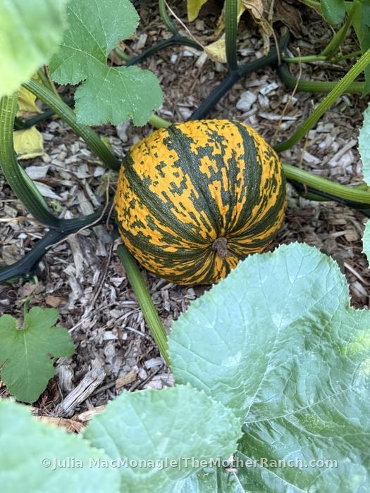 Something is also munching my volunteer pumpkin/gourd patch
