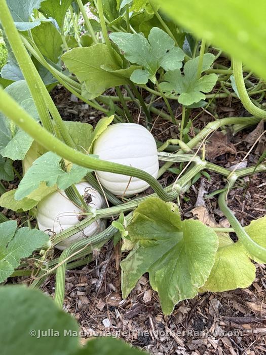 Google says the white ones are probably either