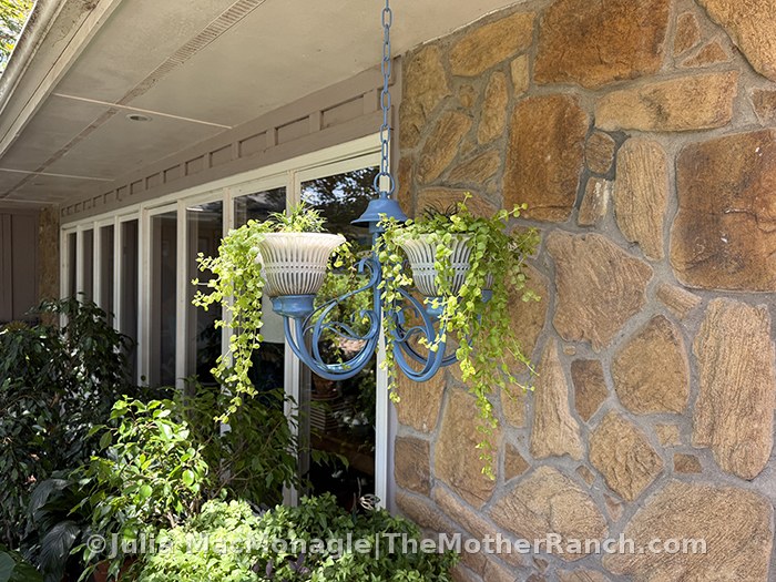 Maybe this is why I like Creeping Jenny