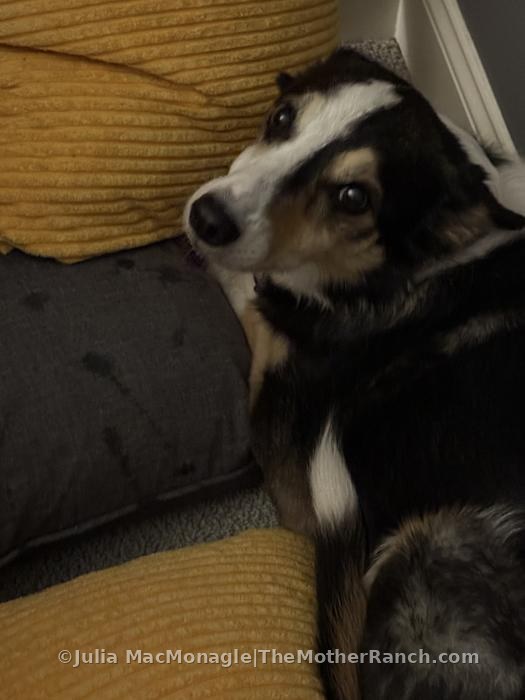 Hiding and panting in ManChild's bedroom