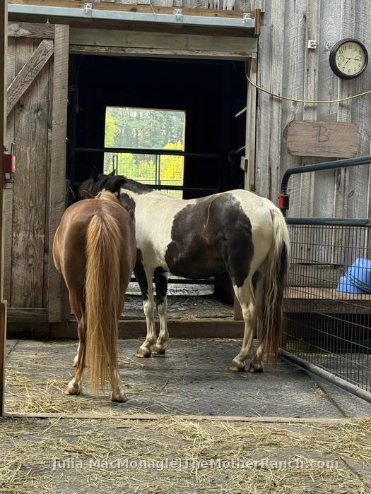 The ponies allowing The Duchess of Cashmere and