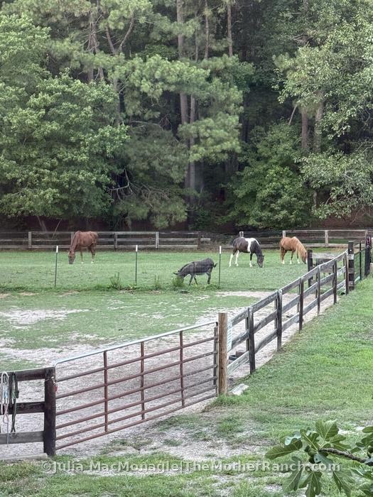 I caught the herd out my bathroom window