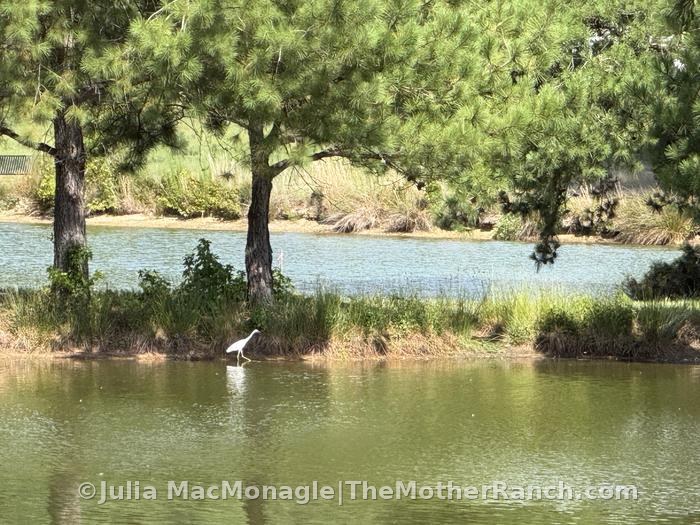 but rarely snowy egrets