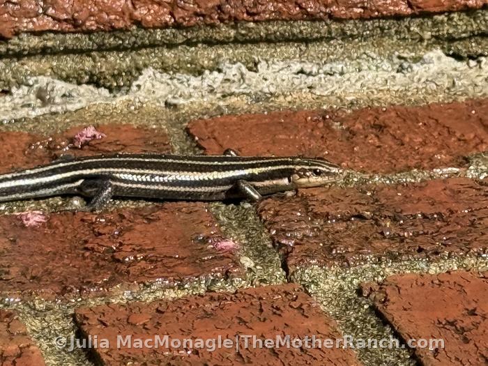 I was visited by a five lined skink