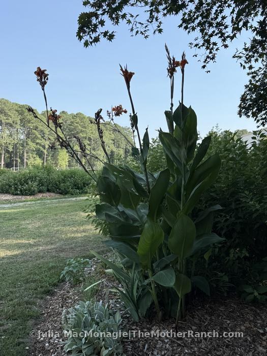 Mom's cannas now