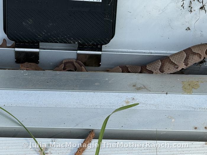 found a copperhead hiding away in a solar
