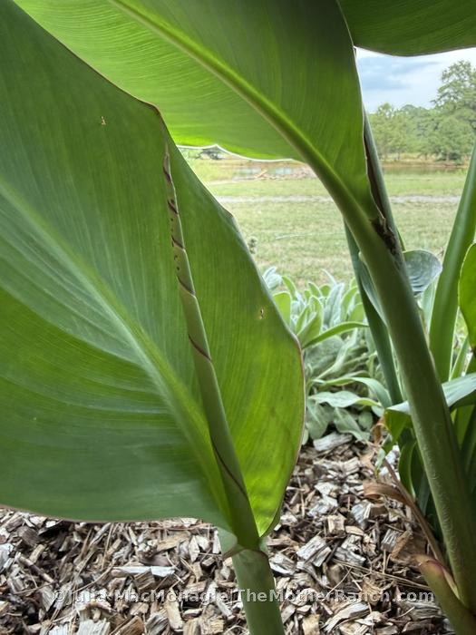 I love the way new canna leaves come