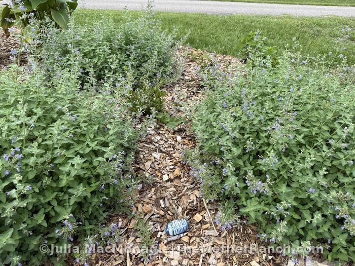 I'm really loving the catmint, the deer