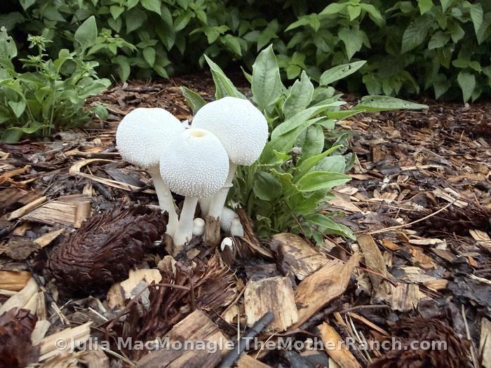 The rain is bringing a bunch of mushrooms